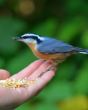 Fondo de pantalla Feeding Bird 128x160