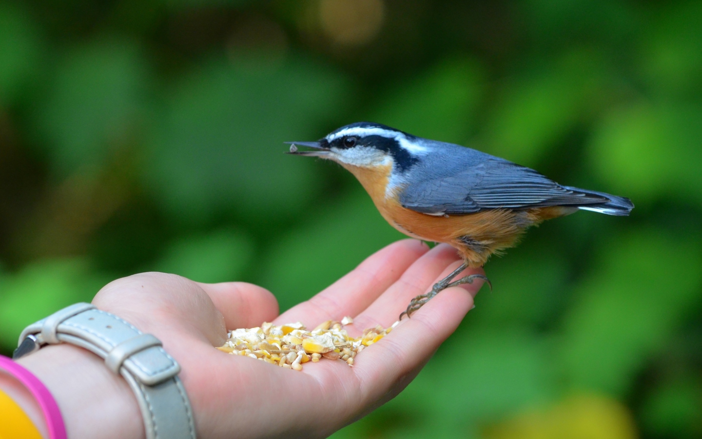 Fondo de pantalla Feeding Bird 1440x900