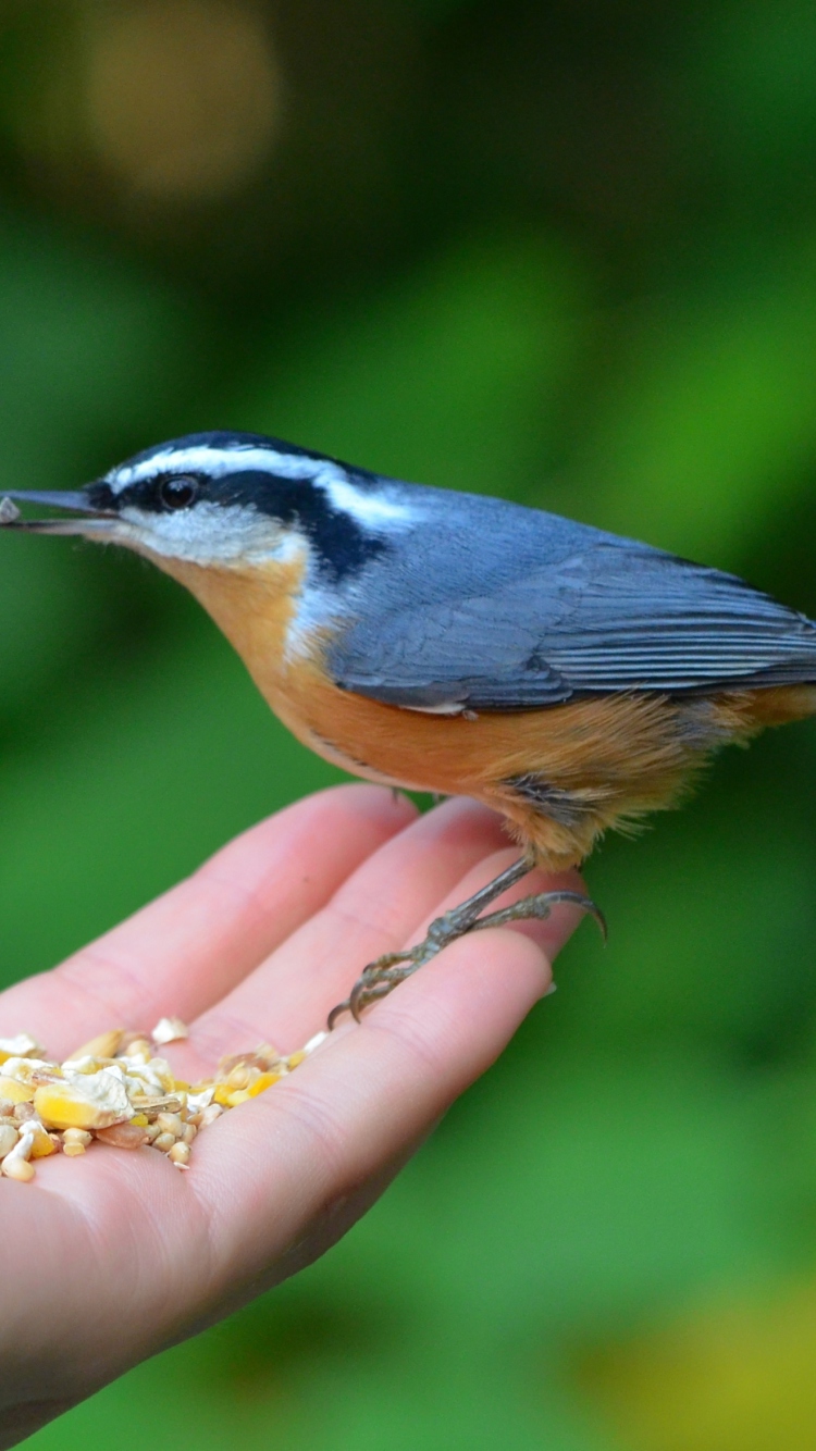 Feeding Bird screenshot #1 750x1334