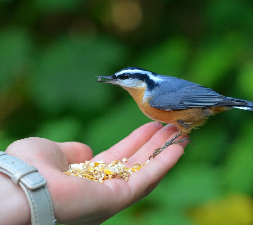 Sfondi Feeding Bird 960x854