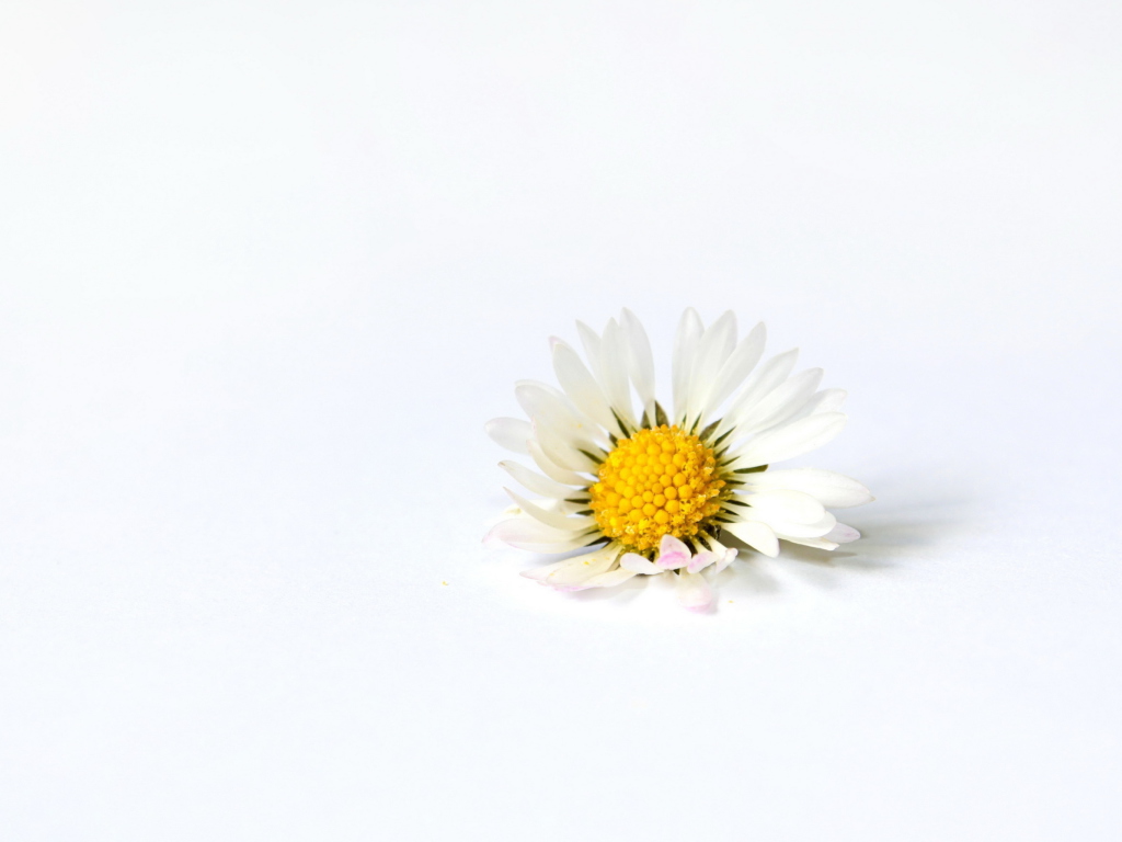 Screenshot №1 pro téma Little White Daisy 1024x768