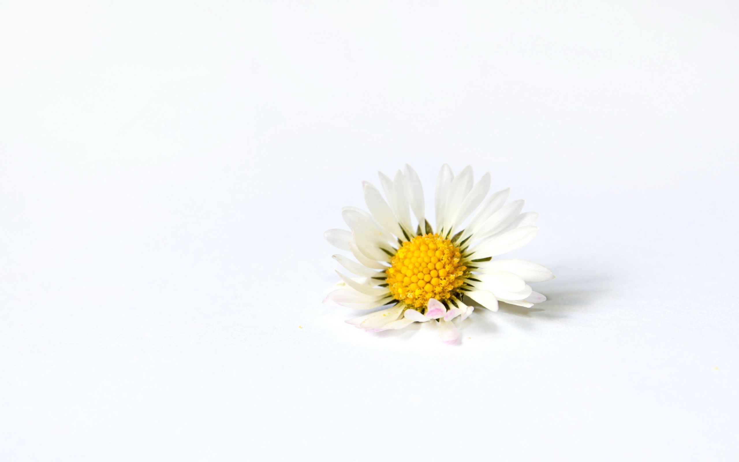 Little White Daisy wallpaper 2560x1600