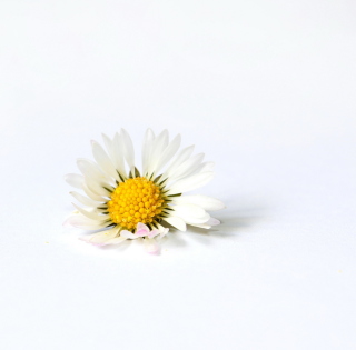 Little White Daisy - Obrázkek zdarma pro 128x128