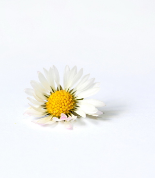 Little White Daisy - Obrázkek zdarma pro Nokia C5-03