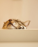 Das Funny Kitten Wallpaper 128x160