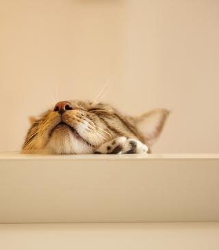 Funny Kitten - Obrázkek zdarma pro iPhone 4S