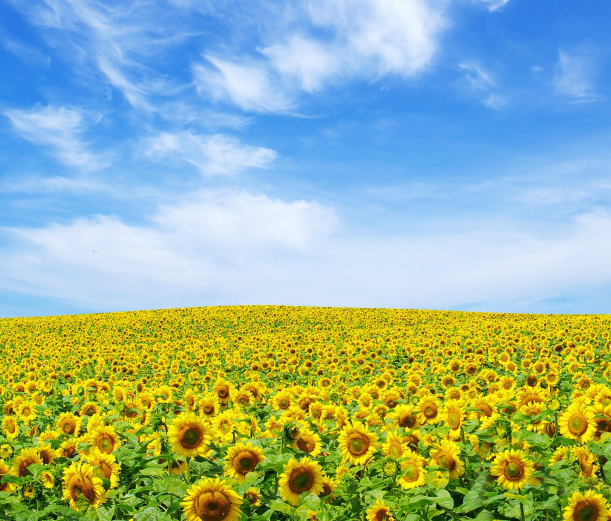 Screenshot №1 pro téma Sunflower Landscape 1200x1024