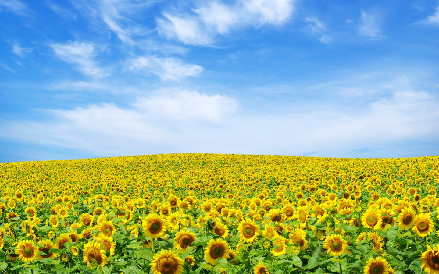 Sfondi Sunflower Landscape 1440x900