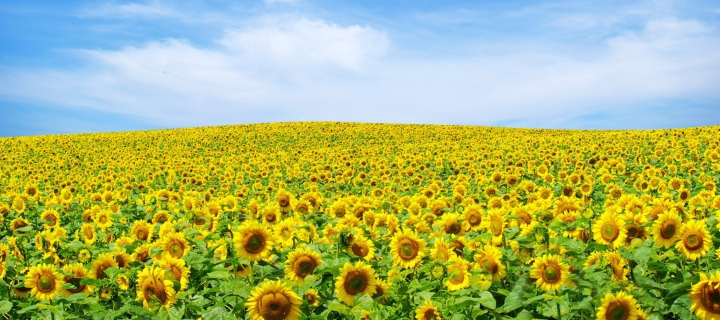 Das Sunflower Landscape Wallpaper 720x320