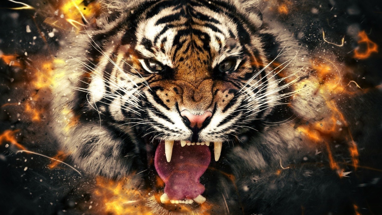 Sfondi Fire Tiger 1280x720