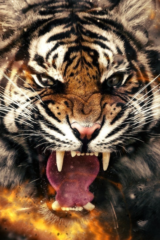 Fondo de pantalla Fire Tiger 640x960