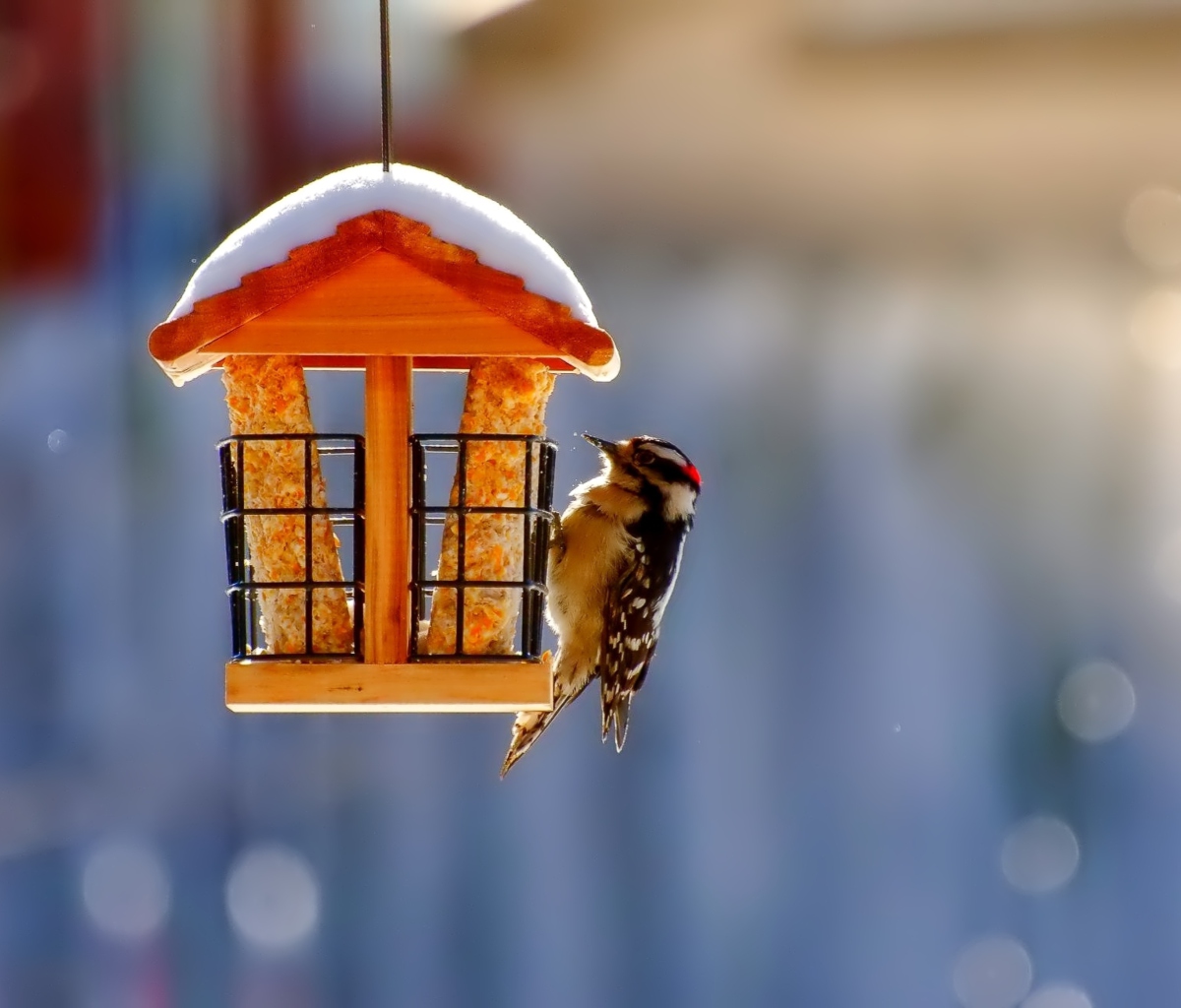 Sfondi Winter Bird House 1200x1024