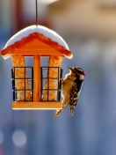 Sfondi Winter Bird House 132x176