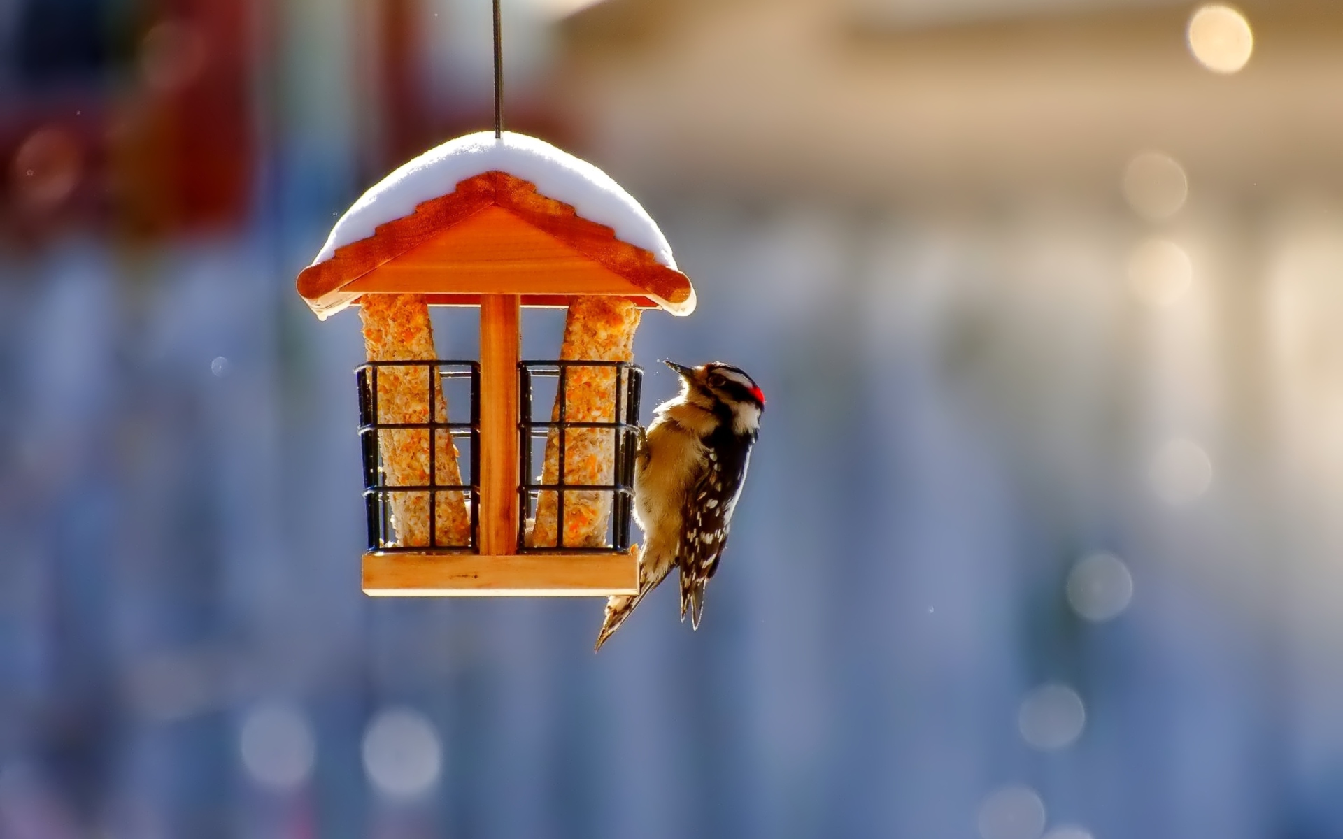 Winter Bird House wallpaper 1920x1200