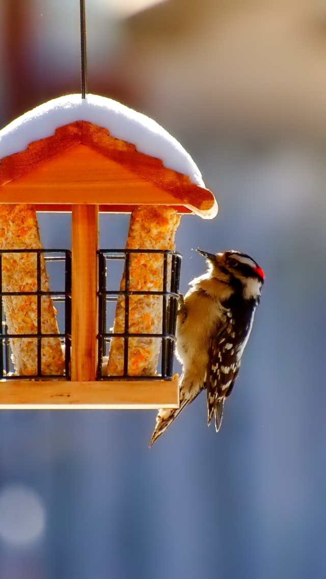 Winter Bird House wallpaper 640x1136