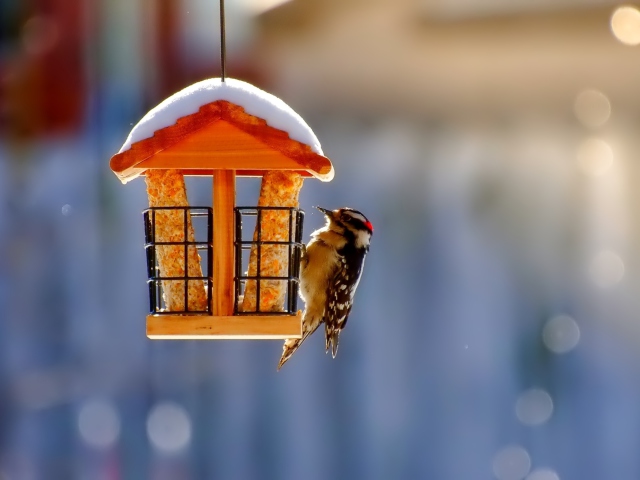 Sfondi Winter Bird House 640x480