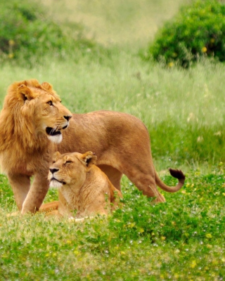 Lions Couple - Obrázkek zdarma pro 132x176
