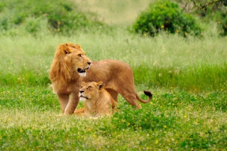 Free Lions Couple Picture for Android, iPhone and iPad