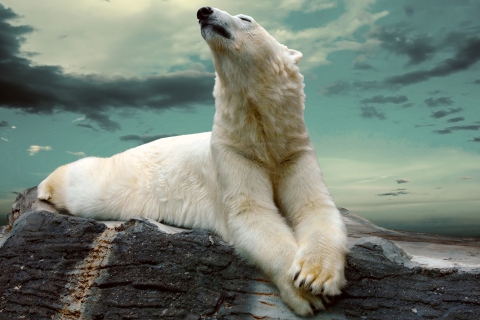 Polar Bear Resting On Rocks wallpaper 480x320