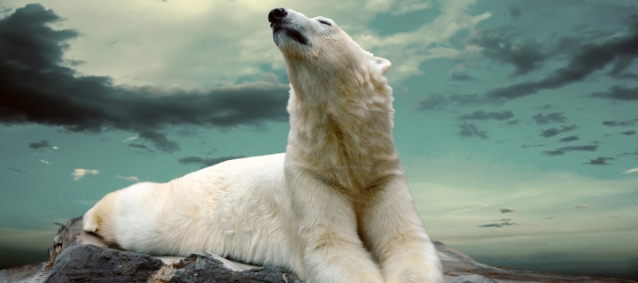 Polar Bear Resting On Rocks wallpaper 720x320