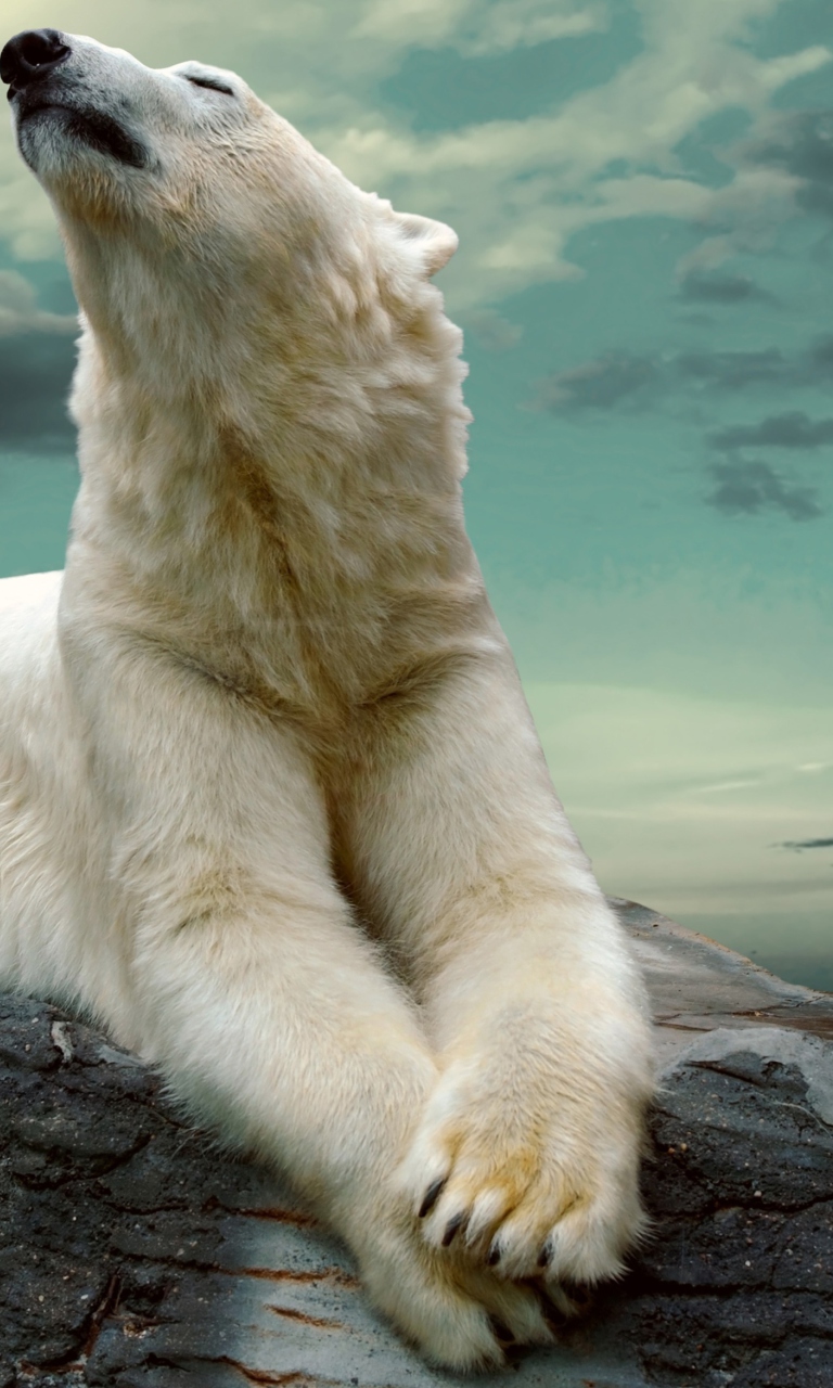 Sfondi Polar Bear Resting On Rocks 768x1280