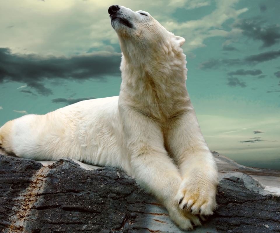 Обои Polar Bear Resting On Rocks 960x800