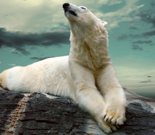Polar Bear Resting On Rocks - Obrázkek zdarma pro 128x128