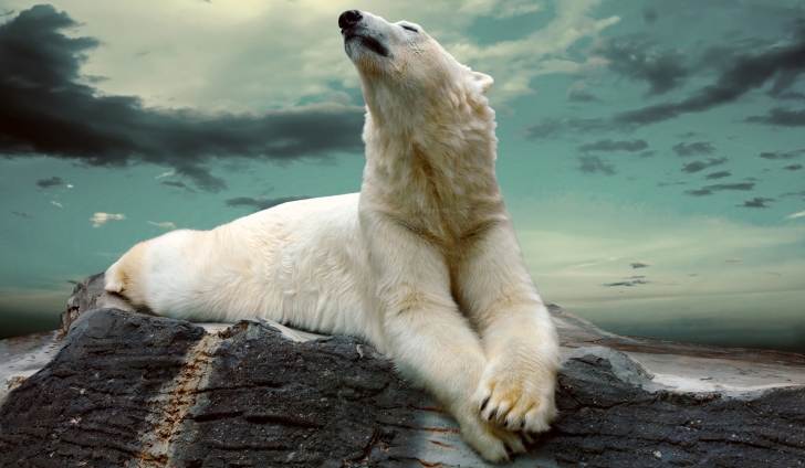 Обои Polar Bear Resting On Rocks