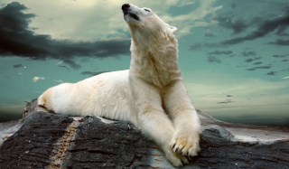 Polar Bear Resting On Rocks - Obrázkek zdarma 