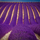 Das Lavender garden in India Wallpaper 128x128