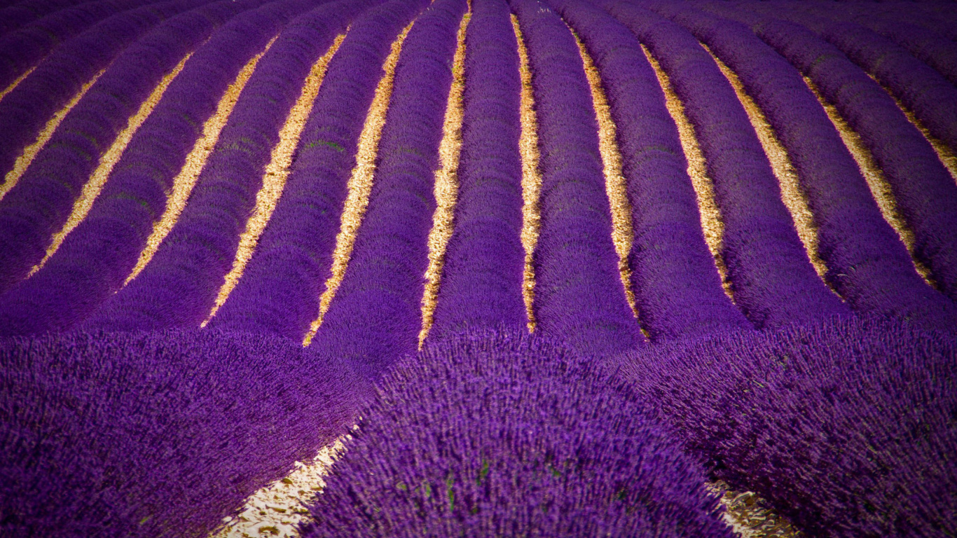 Screenshot №1 pro téma Lavender garden in India 1366x768