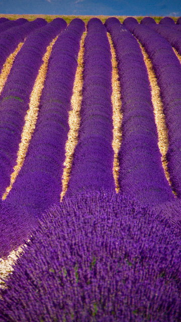 Fondo de pantalla Lavender garden in India 360x640