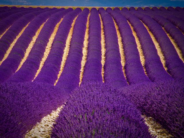 Das Lavender garden in India Wallpaper 640x480