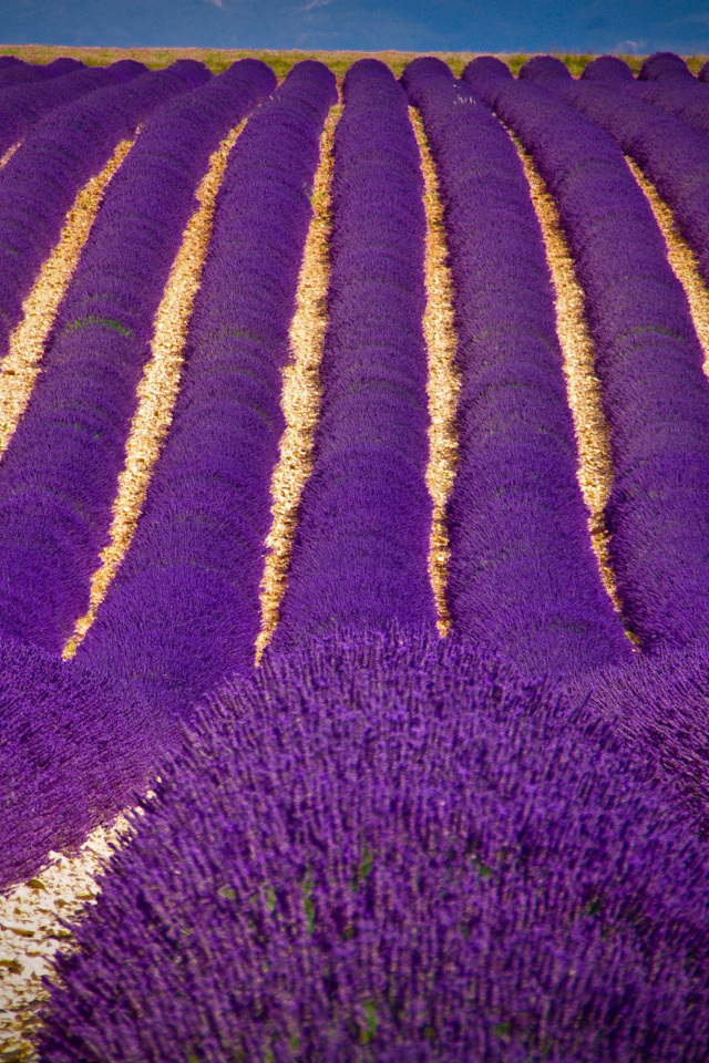 Lavender garden in India wallpaper 640x960