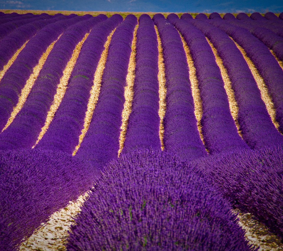 Sfondi Lavender garden in India 960x854