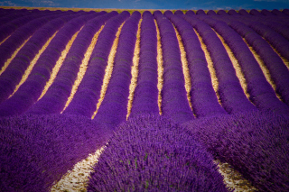 Lavender garden in India papel de parede para celular 