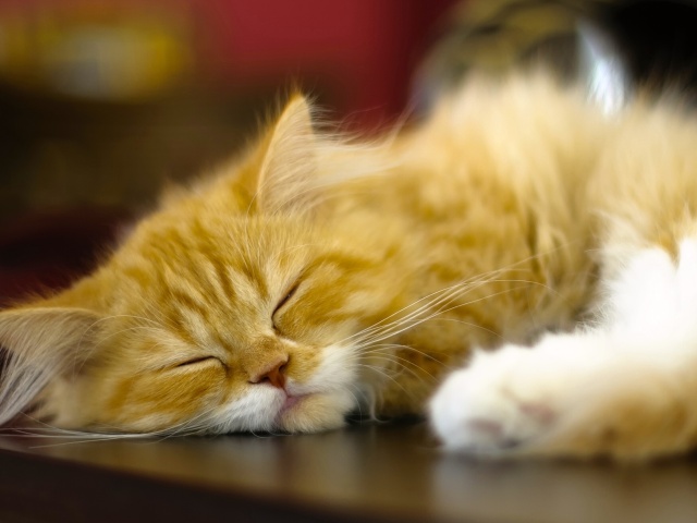 Persian cat screenshot #1 640x480
