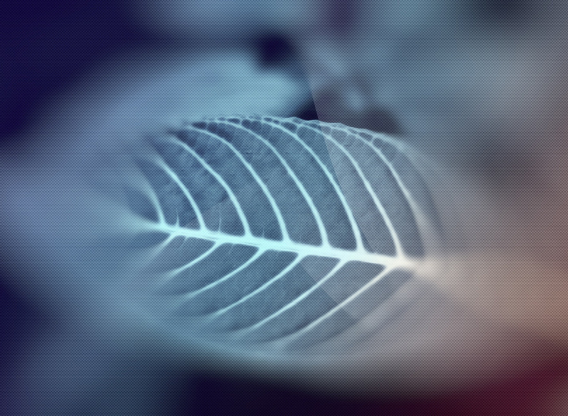 Обои Leaf 1920x1408