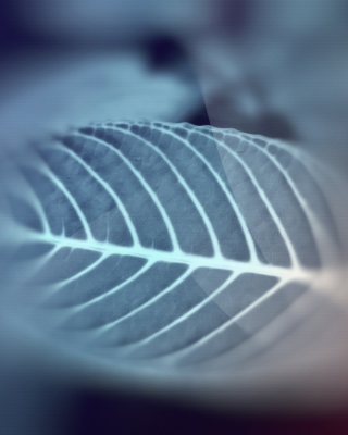 Leaf - Obrázkek zdarma pro Nokia Asha 308