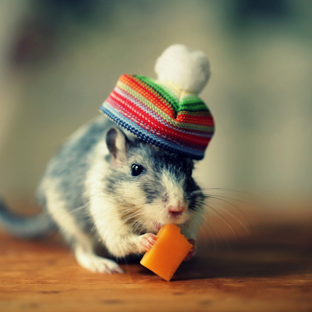 Das Mouse In Funny Little Hat Eating Cheese Wallpaper 1024x1024