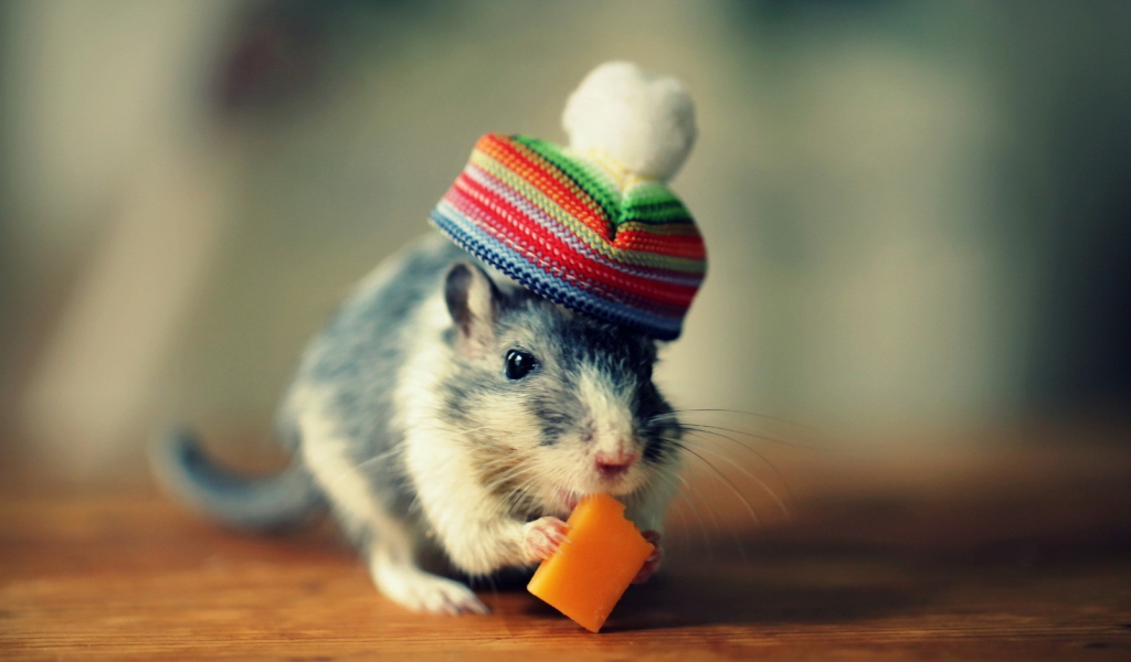 Fondo de pantalla Mouse In Funny Little Hat Eating Cheese 1024x600