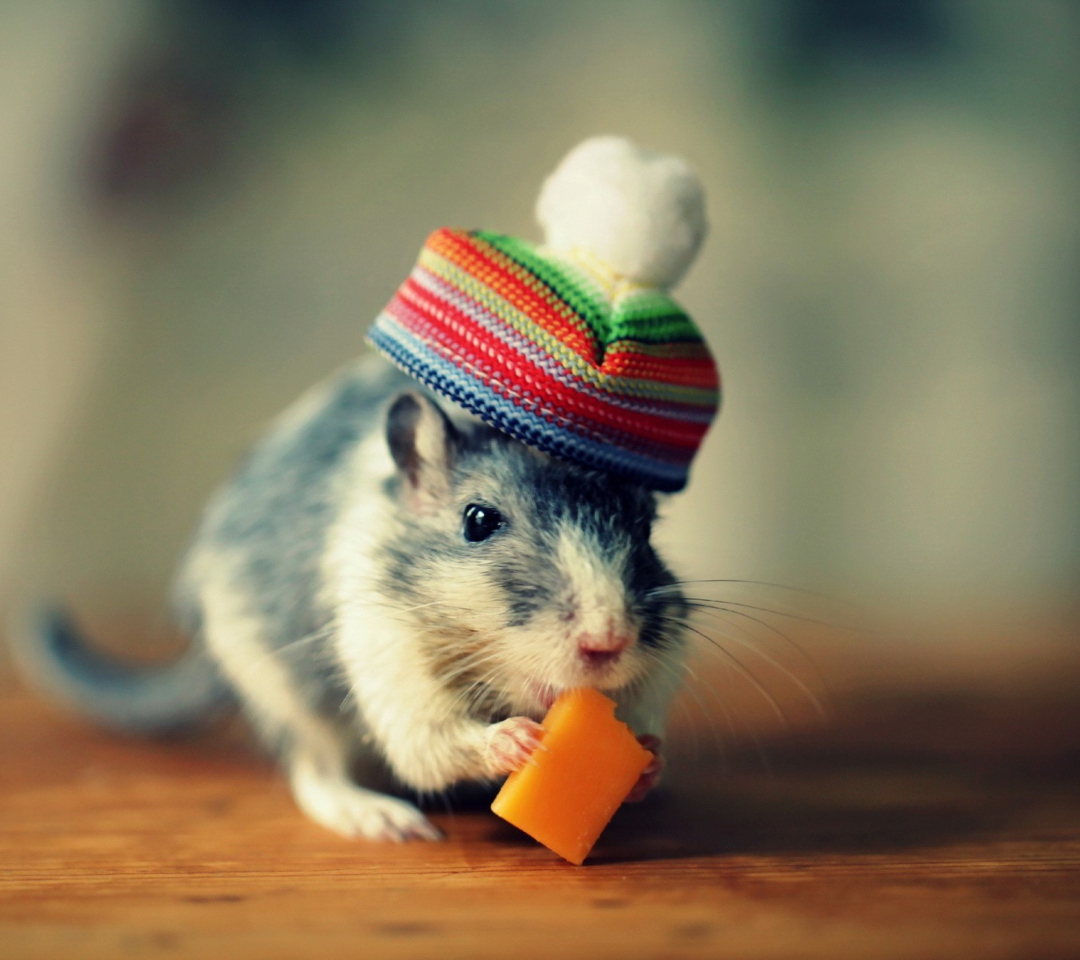 Fondo de pantalla Mouse In Funny Little Hat Eating Cheese 1080x960