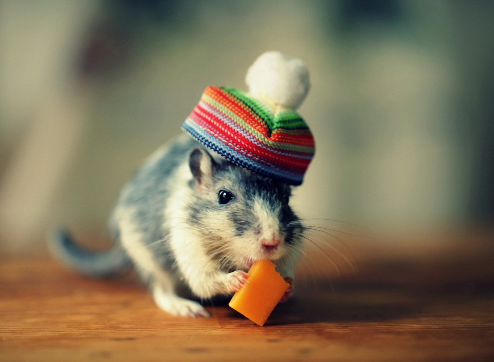 Screenshot №1 pro téma Mouse In Funny Little Hat Eating Cheese 1920x1408
