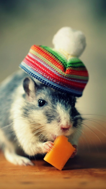 Mouse In Funny Little Hat Eating Cheese wallpaper 360x640