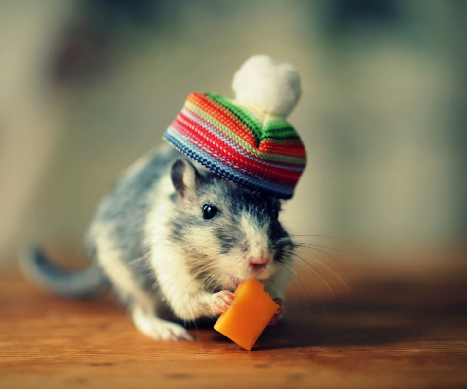 Sfondi Mouse In Funny Little Hat Eating Cheese 960x800