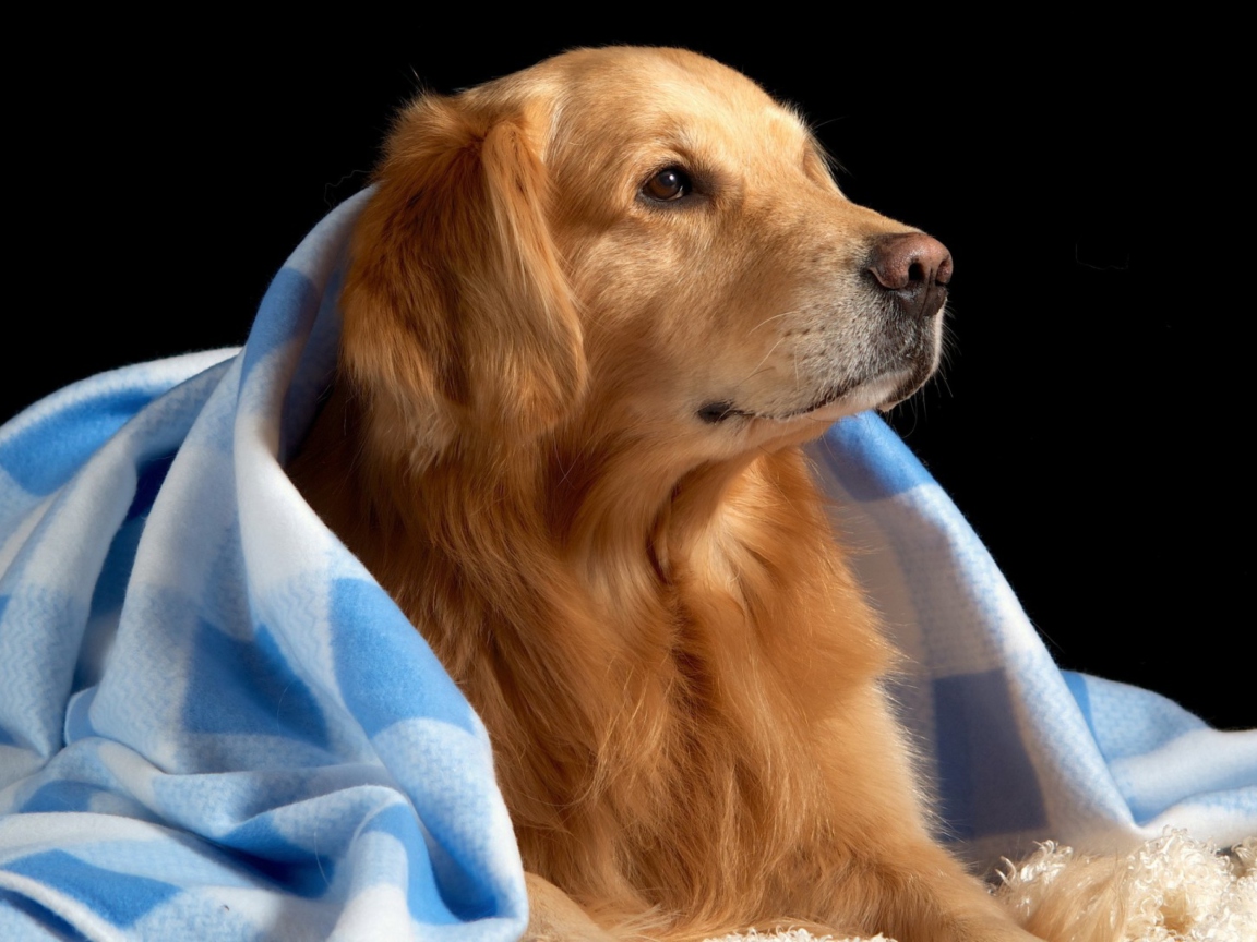 Обои Golden Retriever Under Blue Blanket 1152x864