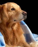 Das Golden Retriever Under Blue Blanket Wallpaper 128x160