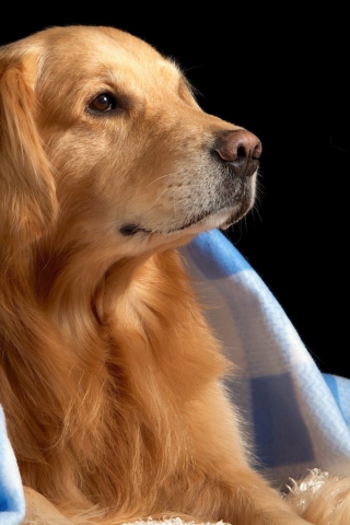 Обои Golden Retriever Under Blue Blanket 320x480