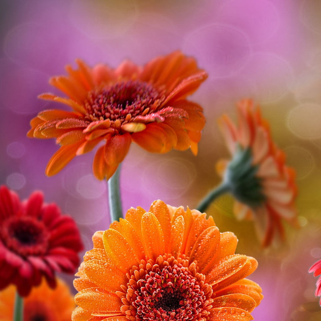 Fondo de pantalla Gerberas Drops HD 1024x1024