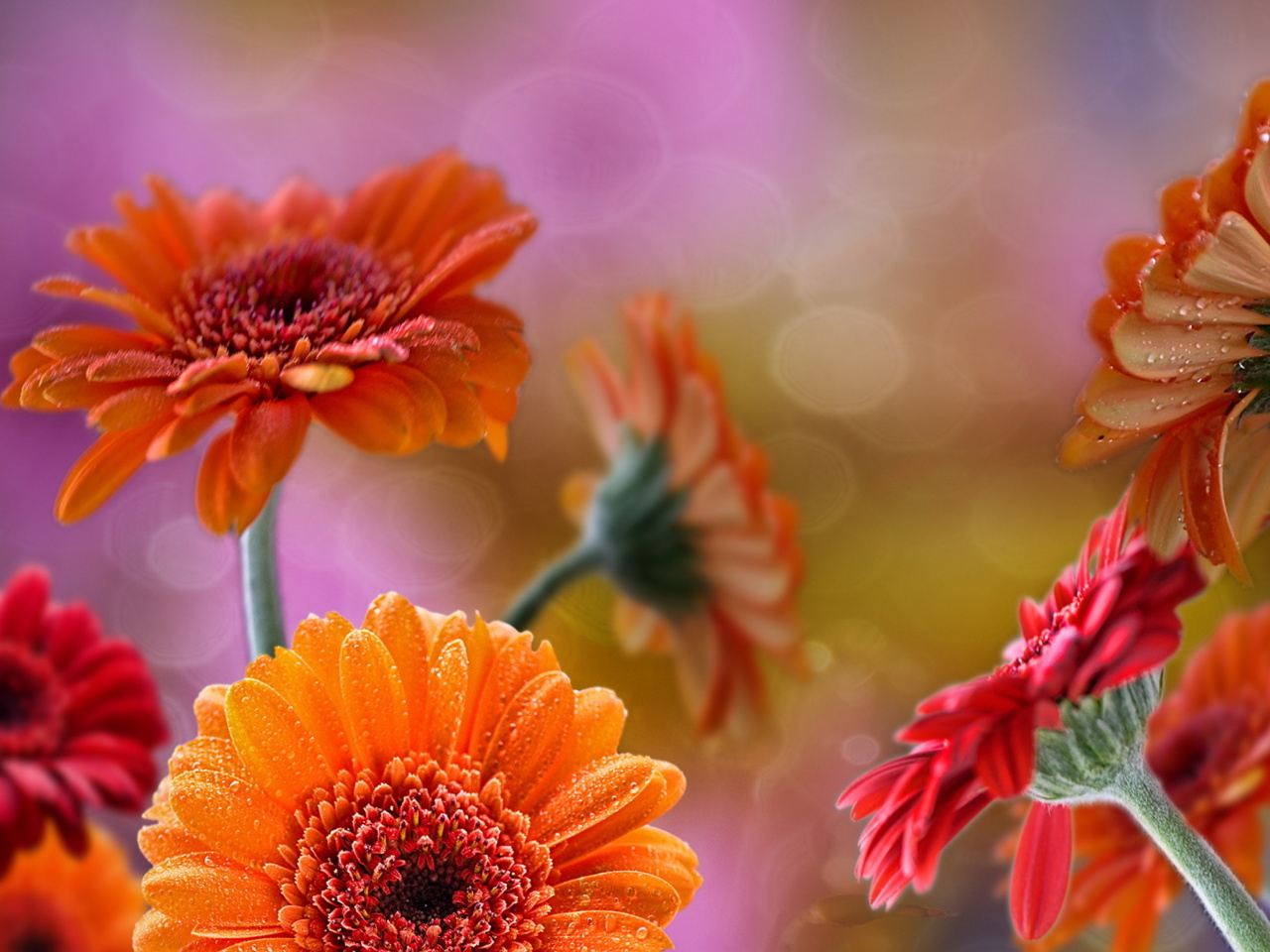 Das Gerberas Drops HD Wallpaper 1280x960